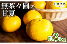 ＜無茶々園の甘夏 約3kg＞ 果物 あまなつ みかん ミカン 蜜柑 柑橘 フルーツ 期間限定 季節限定 食べて応援 特産品 愛媛県 西予市 【常温】