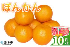 ＜ぽんかん 約10kg＞ 果物 フルーツ みかん ミカン 蜜柑 オレンジ 柑橘 椪柑 ポンカン 食べて応援 特産品 JA えひめ南農業協同組合 愛媛県 西予市【常温】