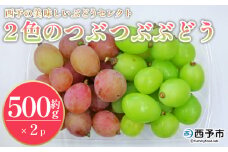 ＜西予の美味しいぶどうセレクトセット／2色のつぶつぶぶどう500g×2p＞ 果物 くだもの フルーツ ぶどう 葡萄 ブドウ セット 食べ比べ 野菜ソムリエ 食べて応援 特産品 産地直送 西予ぶどう倶楽部 愛媛県 西予市【冷蔵】