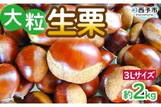＜大粒生栗 3Lサイズ（約2kg）＞大玉 甘い 栗 マロン くり 和栗 栗ごはん モンブラン 栗きんとん 栗まんじゅう 甘露煮 スイーツ ケーキ 洋菓子 和菓子 お菓子 秋 味覚 産地直送 城川ファクトリー 愛媛県 西予市【冷蔵】『9月中旬～10月上旬に順次発送予定』