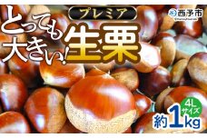 ＜とっても大きい！プレミア生栗 4Lサイズ（約1kg）＞甘い 栗 マロン 和栗 栗ごはん モンブラン 栗きんとん 甘露煮 スイーツ ケーキ 洋菓子 和菓子 お菓子 秋 味覚 産地直送 城川ファクトリー 愛媛県 西予市【冷蔵】『9月中旬から10月上旬迄に順次発送予定』