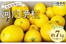 ＜《5月発送》旬をお届け！河内晩柑 約7kg＞ みかん ミカン 蜜柑 果物 柑橘類 果実 オレンジ フルーツ かわちばんかん カワチバンカン 15～20個前後 特産品 国産 明浜産 二ノ宮商事 愛媛県 西予市【常温】