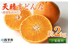 紅まどんなと同品種！＜天晴まどんな（愛媛果試28号）ご家庭用 約2kg＞ マドンナ 訳あり 果物 くだもの フルーツ みかん ミカン 柑橘 天晴農園 あっぱれのうえん 特産品 愛媛県 西予市【常温】
