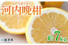 ＜河内晩柑 約7kg＞ 果物 くだもの みかん ミカン 柑橘 フルーツ かわちばんかん カワチバンカン ジューシーフルーツ 愛南ゴールド 御荘柑 国産 7キロ 特産品 産地直送 段畑みかん 愛媛県 西予市【常温】『2026年4月中旬～5月中旬迄に順次出荷予定』