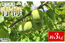 【内容量が選べる】＜愛媛県西予市産 青梅 約3kg＞ うめ ウメ あおうめ アオウメ 梅干し 梅ジュース 梅ジャム 梅シロップ 梅酒 手作り 家庭用 ご自宅用 えひめ活き生きファーマーズ 愛媛県 西予市【常温】