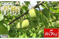 【内容量が選べる】＜愛媛県西予市産 青梅 約5kg＞ うめ ウメ あおうめ アオウメ 梅干し 梅ジュース 梅ジャム 梅シロップ 梅酒 手作り 家庭用 ご自宅用 えひめ活き生きファーマーズ 愛媛県 西予市【常温】