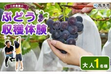 ＜三好農園のぶどう収穫体験チケット（大人1名様プラン）＞ 宇和ぶどう 葡萄 ブドウ 収穫 ぶどう狩り デラウェア ハニービーナス ブラックオリンピア ピオーネ シャインマスカット 巨峰 旅 トラベル 観光 特産品 西予市観光物産協会 愛媛県 西予市