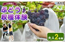 ＜三好農園のぶどう収穫体験チケット（大人2名様プラン）＞ 宇和ぶどう 葡萄 ブドウ 収穫 ぶどう狩り デラウェア ハニービーナス ブラックオリンピア ピオーネ シャインマスカット 巨峰 旅 トラベル 観光 特産品 西予市観光物産協会 愛媛県 西予市