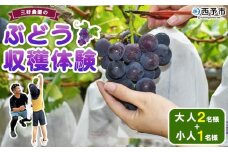 ＜三好農園のぶどう収穫体験チケット（大人2名様と小人1名様プラン）＞ 宇和ぶどう 葡萄 ブドウ 収穫 ぶどう狩り デラウェア ハニービーナス ブラックオリンピア ピオーネ シャインマスカット 巨峰 旅 トラベル 観光 特産品 西予市観光物産協会 愛媛県 西予市