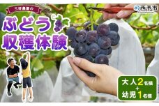 ＜三好農園のぶどう収穫体験チケット（大人2名様と幼児1名様プラン）＞ 宇和ぶどう 葡萄 ブドウ 収穫 ぶどう狩り デラウェア ハニービーナス ブラックオリンピア ピオーネ シャインマスカット 巨峰 旅 トラベル 観光 特産品 西予市観光物産協会 愛媛県 西予市