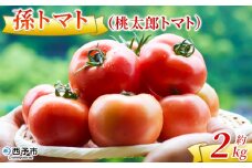 ＜孫トマト（桃太郎トマト）約2kg＞ トマト とまと 2キロ 孫トマト 大玉 愛媛県産 西予市産 食品 桃太郎トマト 桃太郎 野菜 やさい サラダ 産地直送 国産 城川 吉岡農園 愛媛県 西予市【常温】『2025年7月～11月中旬迄に順次出荷予定』