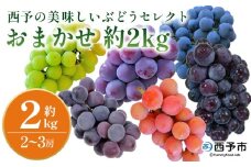 ＜西予の美味しいぶどう セレクトセット／おまかせ 約2kg＞ 果物 くだもの フルーツ ぶどう 葡萄 ブドウ セット 詰め合わせ つめあわせ 食べ比べ お楽しみ おまかせ 野菜ソムリエ 食べて応援 特産品 産地直送 西予ぶどう倶楽部 愛媛県 西予市【冷蔵】『8月中旬から9月上旬迄に順次出荷予定』