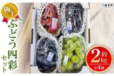 ＜西予の極上ぶどう四彩セット 約2kg＞ 果物 くだもの フルーツ ぶどう 葡萄 ブドウ 4種 詰め合わせ 食べ比べ 藤稔 瀬戸ジャイアンツ ゴルビー ピオーネ 紫玉 特産品 ファームNINOMIYA 愛媛県 西予市【冷蔵】『2025年8月中旬～9月中旬迄に順次出荷予定』