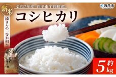 新米 ＜令和7年産 コシヒカリ 約5kg 西予市宇和町産＞ 白米 精米 楠さんの一等米相当 こしひかり お米 コメ こめ 米 ご飯 ごはん 穀物 ライス 愛媛県 西予市【常温】『2025年9月上旬から順次出荷予定』