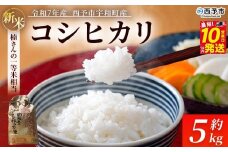 新米 ＜令和7年産 コシヒカリ 約5kg 西予市宇和町産＞ 白米 精米 楠さんの一等米相当 選べる こしひかり お米 コメ こめ ご飯 ごはん 早く届く スピード発送 愛媛県 西予市【常温】『最短10営業日以内に順次発送』