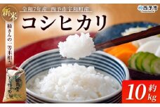 新米 ＜令和7年産 コシヒカリ 約10kg 西予市宇和町産＞ 白米 精米 楠さんの一等米相当 こしひかり お米 コメ こめ 米 ご飯 ごはん 穀物 ライス 愛媛県 西予市【常温】『2025年9月上旬から順次出荷予定』