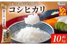 新米 ＜令和7年産 コシヒカリ 約10kg 西予市宇和町産＞ 白米 精米 楠さんの一等米相当 選べる こしひかり お米 コメ こめ ご飯 ごはん 早く届く スピード発送 愛媛県 西予市【常温】『最短10営業日以内に順次発送』