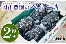 ＜西予の美味しいぶどう セレクトセット／ベリーA 約2kg（岡山農園）＞ 果物 くだもの フルーツ ぶどう 葡萄 ブドウ セット 野菜ソムリエ 食べて応援 特産品 産地直送 西予ぶどう倶楽部 愛媛県 西予市【冷蔵】