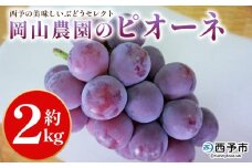 ＜西予の美味しいぶどう セレクトセット／ピオーネ 約2kg（岡山農園）＞ 果物 くだもの フルーツ ぶどう 葡萄 ブドウ セット 野菜ソムリエ 食べて応援 特産品 産地直送 西予ぶどう倶楽部 愛媛県 西予市【冷蔵】