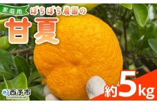 ＜ぼちぼち農園の甘夏 家庭用 約5kg＞ 5キロ あまなつ アマナツ 訳あり わけあり ワケアリ 果物 みかん ミカン 柑橘 フルーツ アレンジ ピール 国産 特産品 ぼちぼち農園 愛媛県 西予市【常温】『2026年3月～4月迄に順次出荷予定』