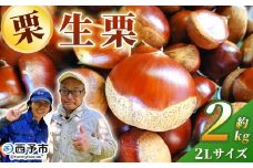 ＜生栗 2Lサイズ（約2kg）＞甘い 栗 マロン くり 和栗 栗ごはん モンブラン 栗きんとん 栗まんじゅう 甘露煮 スイーツ ケーキ 洋菓子 和菓子 お菓子 秋 味覚 産地直送 城川ファクトリー 愛媛県 西予市【冷蔵】『9月中旬〜10月上旬に順次発送予定』