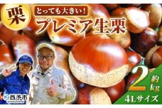 ＜とっても大きい！プレミア生栗 4Lサイズ（約2kg）＞甘い 栗 マロン 和栗 栗ごはん モンブラン 栗きんとん 甘露煮 スイーツ ケーキ 洋菓子 和菓子 お菓子 秋 味覚 産地直送 城川ファクトリー 愛媛県 西予市【冷蔵】『9月中旬から10月上旬迄に順次発送予定』