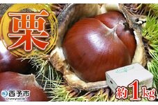 ＜完熟栗 約1kg（2Lまたは3Lサイズ）愛媛県西予市産＞ クリ くり 果物 フルーツ マロン モンブラン 栗ご飯 栗きんとん 栗の甘露煮 特産品 国産 秋の味覚 食べて応援 宇都宮物産 愛媛県 西予市【冷蔵】『2025年9月上旬〜10月中旬迄に順次出荷予定』