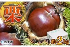＜完熟栗 約2kg（2Lまたは3Lサイズ）愛媛県西予市産＞ クリ くり 果物 フルーツ マロン モンブラン 栗ご飯 栗きんとん 栗の甘露煮 特産品 国産 秋の味覚 食べて応援 宇都宮物産 愛媛県 西予市【冷蔵】『2025年9月上旬〜10月中旬迄に順次出荷予定』