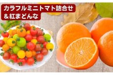 「栗林農園」カラフルミニトマト詰合せと紅まどんなのセット 果物 トマトベリー ピーチチェリー イエローミミ サングリーン トスカーナバイオレット プリンセスオレンジ [№5303-0139]