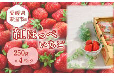 愛媛県東温市産いちご【紅ほっぺ 】250g×4パック【甘い フルーツ ケーキ 旬 品種 高級 イチゴ 苺】[№5303-0262]