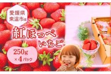 愛媛県東温市産いちご【紅ほっぺ 】お徳用 サイズおまかせ 250g×4パック【甘い フルーツ ケーキ 旬 品種  イチゴ 苺】[№5303-0262]