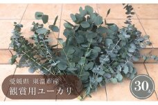 東温市産 観賞用ユーカリ 30本 アロマ ゆーかり 葉っぱ 切り花 丸い葉 生け花 おしゃれ オシャレ 花[№5303-0267]