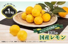 青いレモンの島　レモン約1kg＜お試しセット＞【1287524】