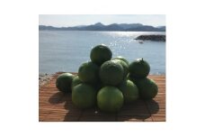 青いレモンの島　ライム約2kg【1343137】