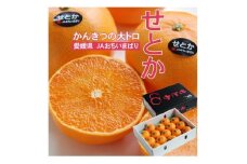 ＜先行受付＞せとか　化粧箱　3L～Lサイズ　10～15玉　愛媛県　JAおちいまばり【1439147】