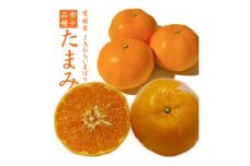 ＜先行受付＞たまみ　L～Sサイズ　2.5kg　愛媛県　JAおちいまばり【1439148】