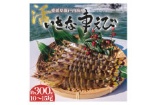愛媛県瀬戸内海産　いきな車えび 約300g(10～15尾)【1445481】