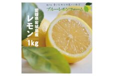 愛媛　ブルーレモンファームのレモン　約1kg　＜2024年4月～順次発送＞【1489653】