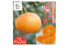 愛媛　ブルーレモンファームのせとか　2kg＜数量限定＞【1593812】