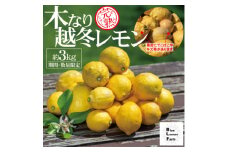 愛媛　ブルーレモンファームの木なり越冬完熟訳ありレモン 約3kg　＜冷蔵便＞期間・数量限定【1619405】