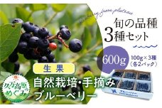 【先行予約】農園直送 手摘み 生果 品種おまかせ ブルーベリー 100g×3種×2パック 計6パック 食べ比べ ｜ 愛媛県 久万高原町 廣瀬農園 自然派 高原栽培 国産 フルーツ ベリー おやつ 製菓用 スムージー ヨーグルト 朝食 ビタミンC 食物繊維 ※北海道・沖縄・離島への配送不可 ※2025年7月上旬～8月下旬頃に順次発送予定