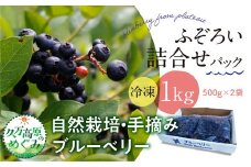 農園直送 不揃い手摘み 冷凍 ブルーベリー 500g×2袋 計1kg 使い方いろいろ ｜ 愛媛県 久万高原町 廣瀬農園 自然派 高原栽培 国産 フルーツ ベリー おやつ 製菓用 スムージー ヨーグルト 朝食 ビタミンC 食物繊維 長期保存 ※離島への配送不可