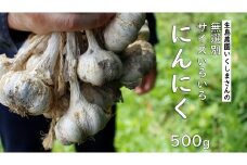 【先行予約】ニンニク 生島農園 いくしまさんのにんにく（500g）サイズ無選別 ｜ イタリアン 居酒屋メニュー 常備菜 多用途 ※離島への配送不可 ※2025年7月上旬頃～11月下旬頃までに順次発送予定