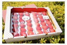 ★100組限定 予約受付開始★【2024年12月より順次発送】はしもと農園イチゴ 大粒 紅い雫（36個） ｜ 苺 いちご ブランド イチゴ 果物 紅い雫 フルーツ 愛媛県 松前町 松前町おすすめ