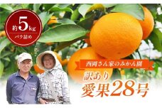 【数量限定】訳あり「愛果28号」約5kg バラ詰め 〈訳あり ワケあり ふぞろい 家庭用 愛果28号 みかん 柑橘 甘味 ゼリー 愛媛 砥部町〉[№5310-0245]
