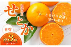 愛媛県産JA正規品 せとか（青秀）3Kg 3L～L（2025年1月～順次発送）【旬 甘い みかん 蜜柑 柑橘 かんきつ 高級 先行予約 愛媛県 農協 JA直送 フルーツ 果物 くだもの スイーツ】[№5310-0024]