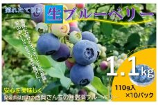 愛媛県砥部町産とれたて新鮮でお届け！生ブルーベリー110ｇ×10パック【期間限定～7/10まで】 冷蔵 甘い アントシアニン デザート フルーツ ヨーグルト スムージー 生 まるごと おやつ 今が旬 [№5310-0226]