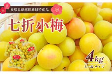 七折小梅（生梅）４kg※2025年5月下旬～６月下旬頃から順次発送【先行予約 数量限定 砥部町 愛媛県 名産品 加工用 梅干し 梅酒 梅ジュース 梅シロップ 梅干しコンクール優秀賞 貴重】[№5310-0233]