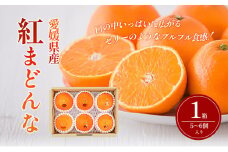 【箱数限定！申込12月7日まで】紅まどんな　1箱（5～6個入り）11月下旬から順次発送 ＜期間限定 数量限定 ミカン みかん 柑橘 高級品 正規品 紅マドンナ フルーツ 果物 スイーツ おやつ 愛媛県 贈答＞ [№5310-0243]