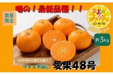 【新品種登場！数量限定　先行予約】訳あり愛果48号サイズ不揃い約3kg家庭用 3月中旬頃～順次発送〈産地直送 愛媛県 甘い みかん フルーツ〉 [№5310-0248]